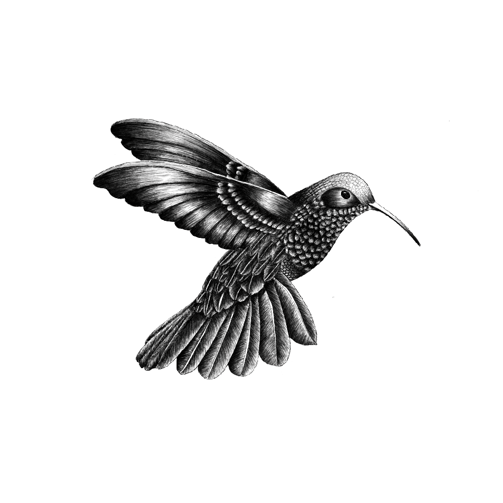 Illustration en noir et blanc d'un colibri 