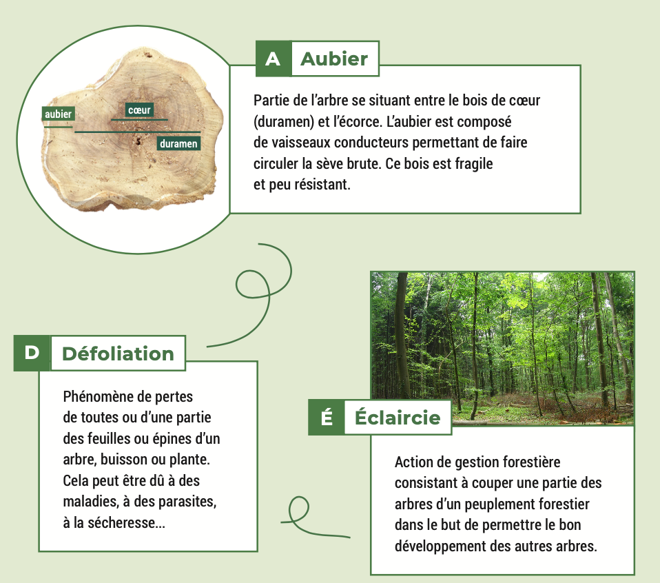 exemple de termes apparaissant dans le lexique reprenant plus de 100 terminologies techniques liées à la forêt 